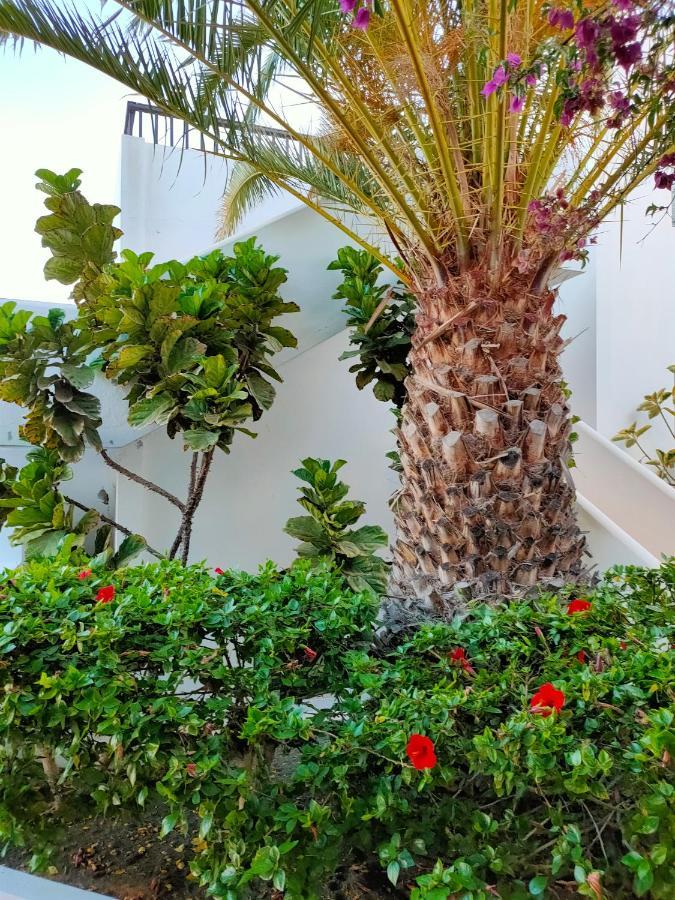 Flor De Cactus Daire Costa Teguise Dış mekan fotoğraf